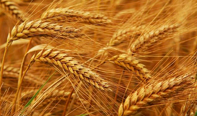 Buğday ‘kuraklık sigortası’ kapsamına alınıyor