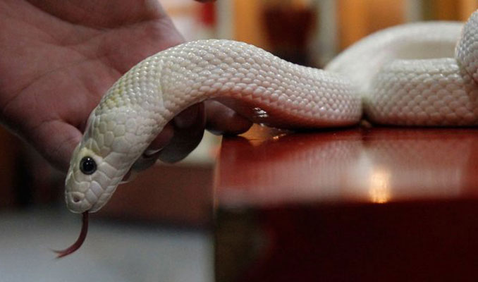 DSÖ’den korkutan açıklama: Zehirli yılanlara karşı panzehir kalmadı