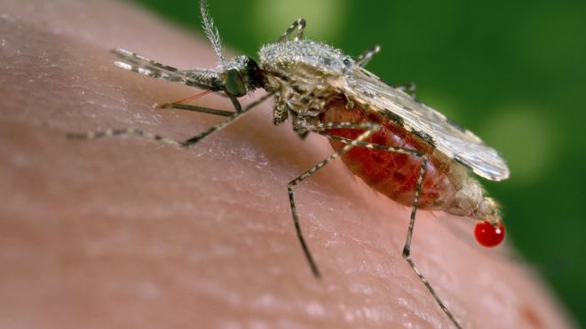 Süper sıtmada küresel salgın paniği