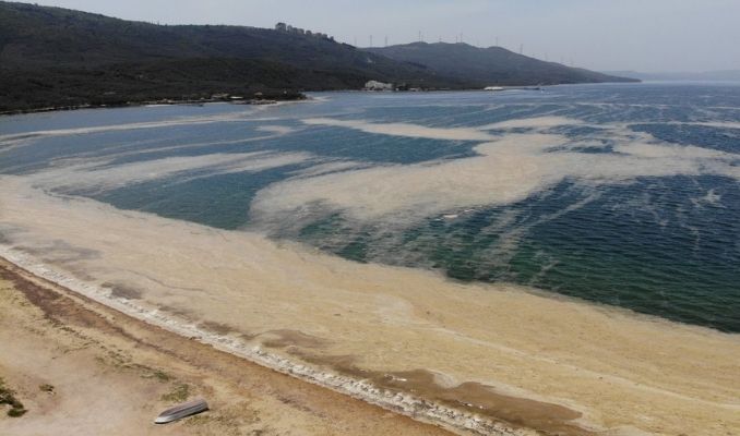 Müsilajdan sonra denizanası işgali