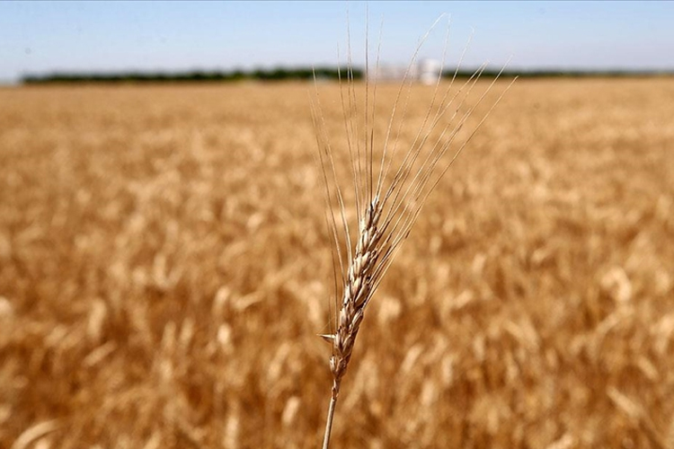 Rusya tahıl koridorunu açtı